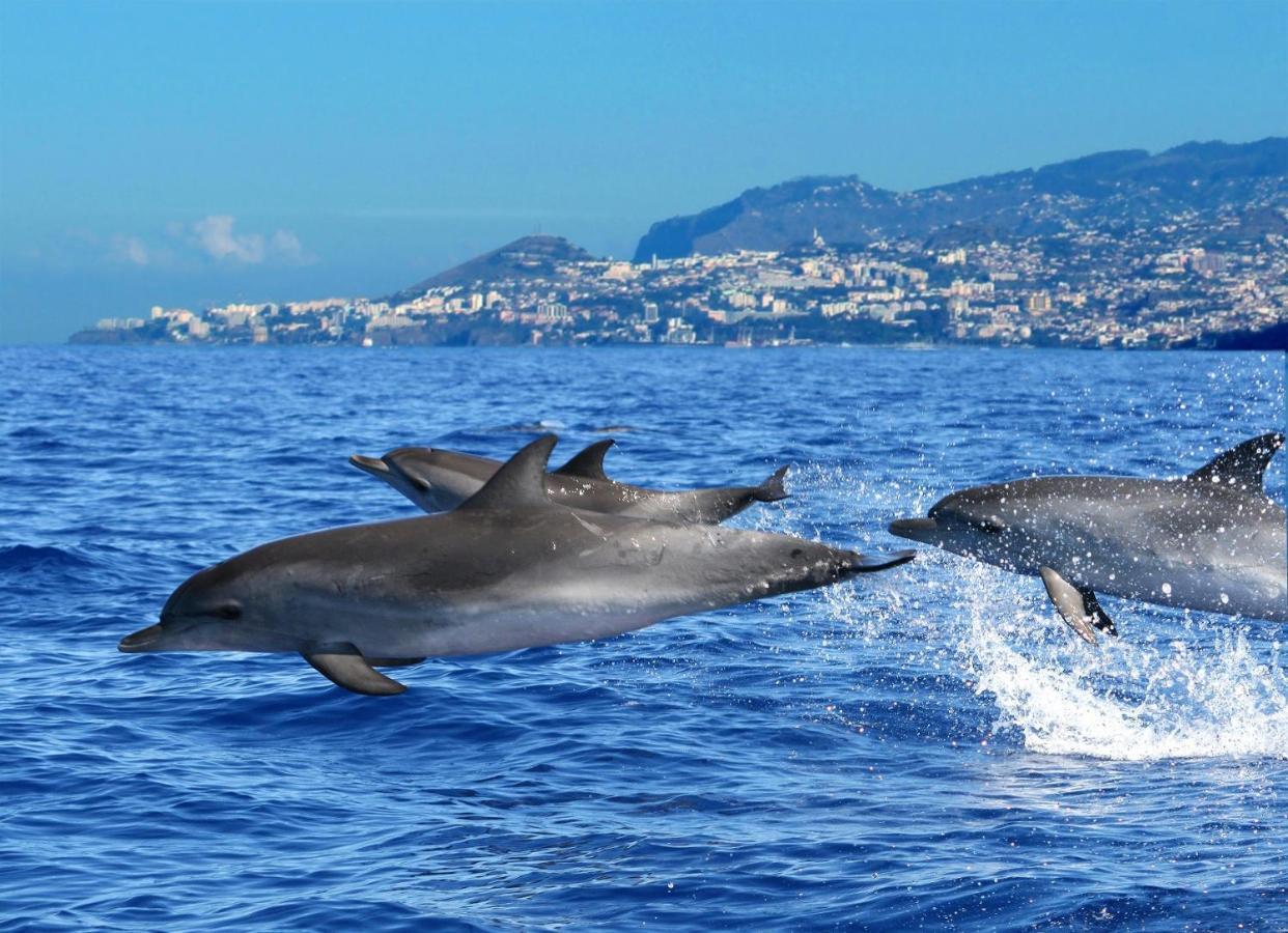 Willa Casa Amarela Funchal  Zewnętrze zdjęcie